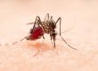 Dengue